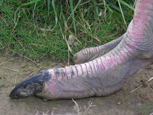 800px-Ostrich_foot